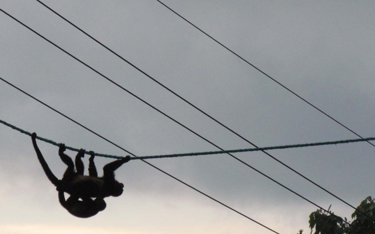 Puentes aéreos permitirán paso de fauna sobre Carretera Interamericana Sur.alt