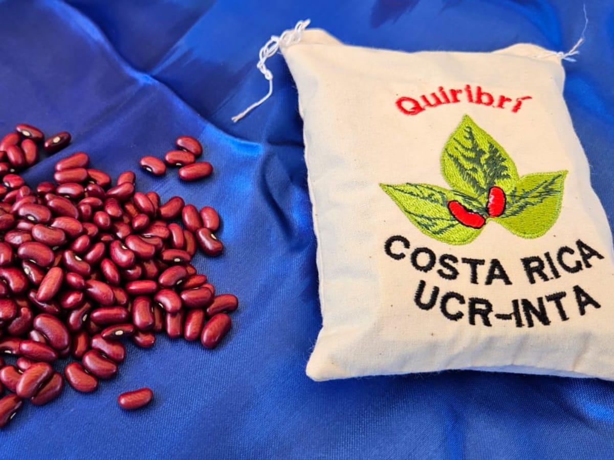 Sobresale por la tonalidad clara de su grano rojo y por presentar resistencia a diversas enfermedades que afectan el cultivo de frijol, entre estas el “mosaico dorado amarillo del frijol”.