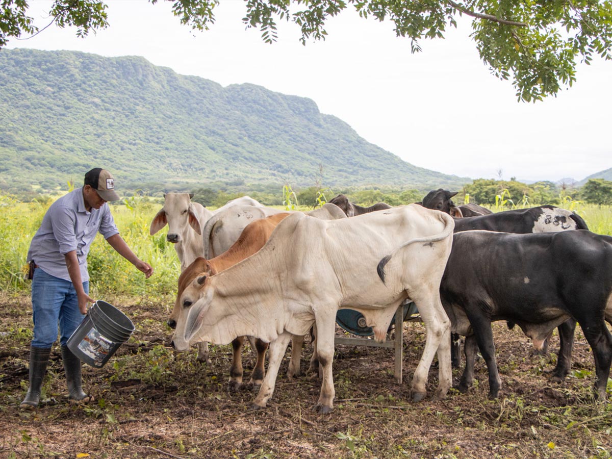 Se incorporan cambios tecnológicos, recolección de agua de lluvia y regeneración de potreros con abono orgánico, entre otras prácticas sustentables.