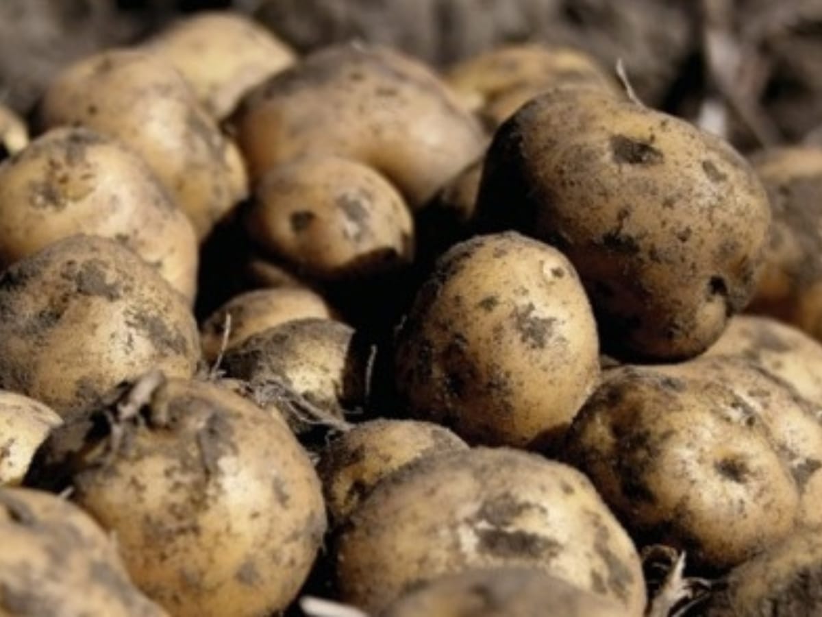 La nueva variedad fue perfeccionada por el Centro de Investigaciones Agronómicas (CIA) de la Universidad de Costa Rica (UCR).