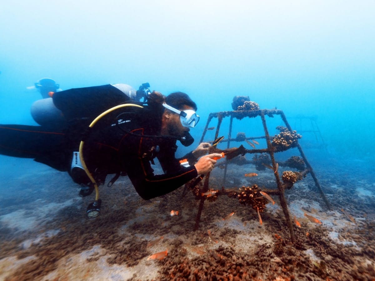 restauracion de corales en Bahia Culebra 2