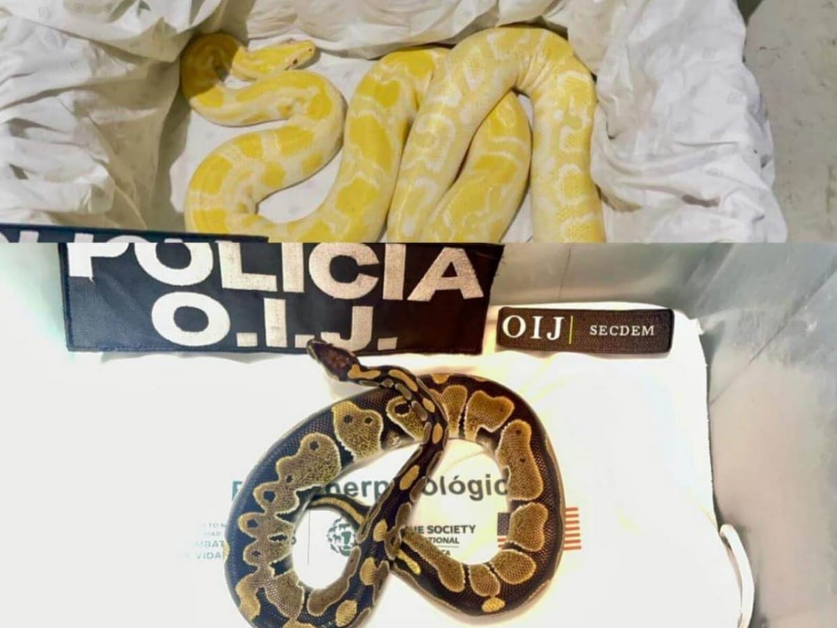 El tráfico de vida silvestre amenaza la biodiversidad de Costa Rica, especies como serpientes y tortugas están entre las más afectadas. A pesar de leyes y convenios, la débil aplicación y factores como la corrupción permiten que este comercio ilegal prospere, poniendo en riesgo ecosistemas y fauna.