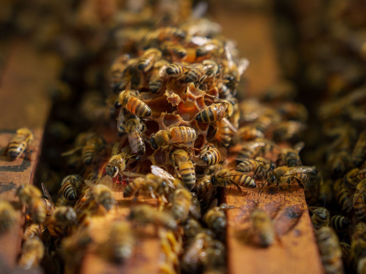 Se protegen más de 2,5 millones de abejas que polinizan 70 hectáreas de bosque seco tropical en Guanacaste.