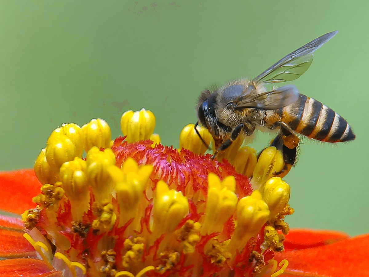 Por quinto año consecutivo Costa Rica conmemora el Día Mundial de las Abejas este 20 de mayo, y las universidades públicas de Costa Rica (UCR-UNA-TEC-UNED-UTN) junto con la Cámara Nacional de Fomento de la Apicultura y el Instituto Nacional de Aprendizaje preparan una semana de actividades para reconocer el valor de estos insectos,  promover la conservación de la diversidad de abejas y el uso sostenible de sus productos.