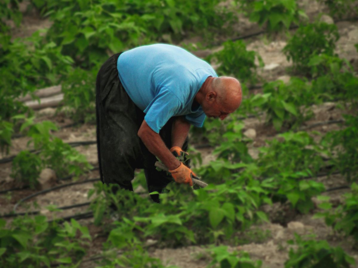 MAG entrega la Medalla Nacional del Mérito Agrícola 2025 en el marco del Día del Agricultor