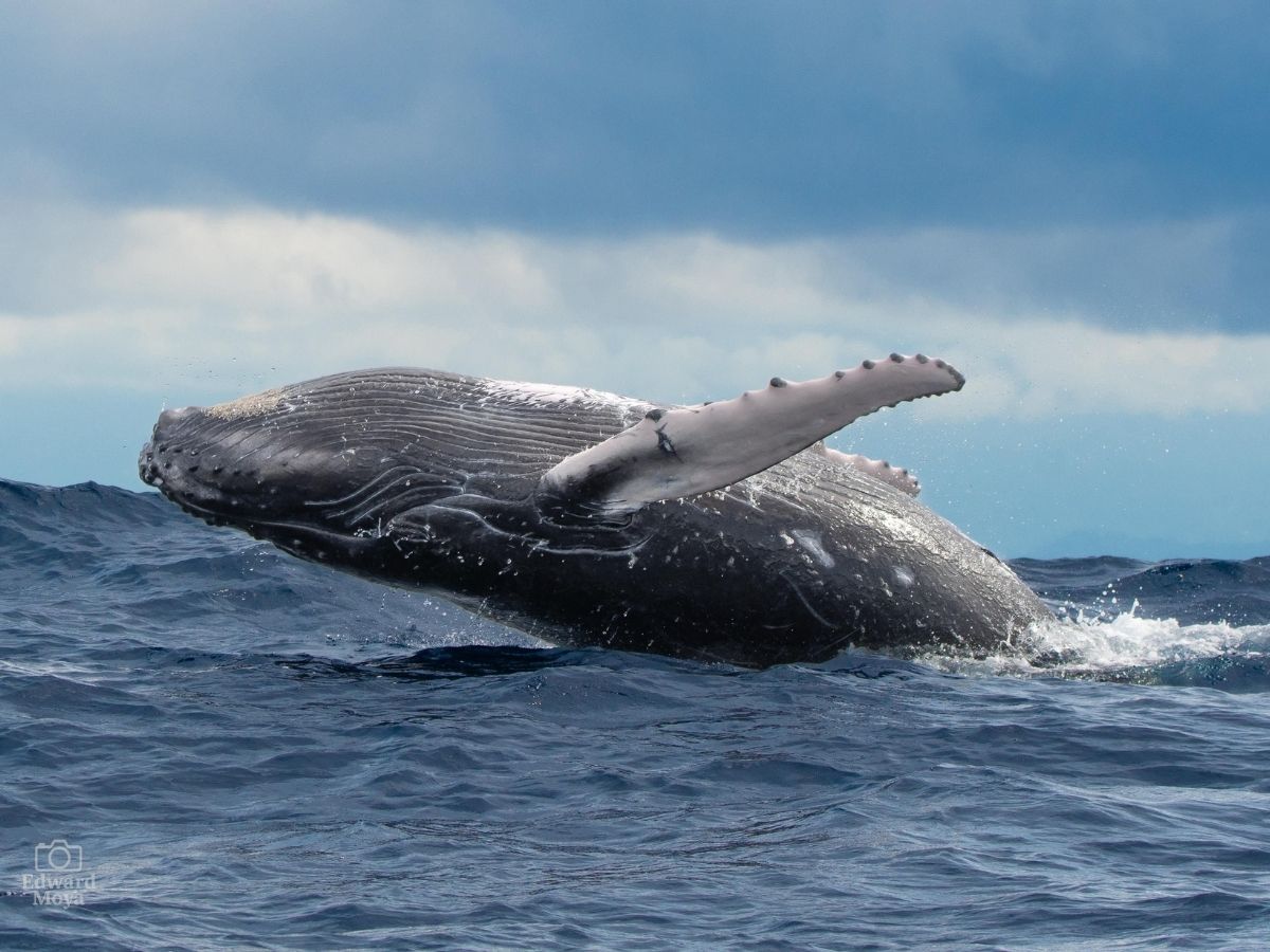 La cita está programada los días 5, 6 y 7 de setiembre en el Parque Nacional Marino Ballena en Uvita con tours especiales para nacionales y una variada agenda de actividades.