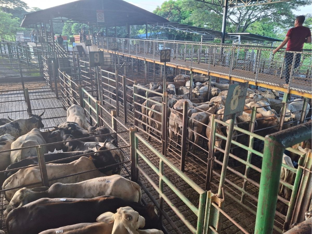 El Ministerio de Agricultura y Ganadería (MAG), a través del Servicio Nacional de Salud Animal (SENASA), anuncia una significativa reducción del 50% en el costo de los análisis de laboratorio para el diagnóstico de brucelosis bovina.
