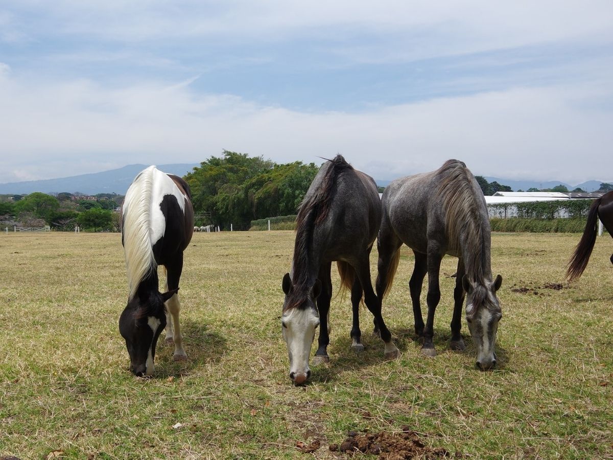 La Tripanosomiasis en equinos es tratable, pero es vital tomar medidas de prevención y manejo para contener los casos reportados.