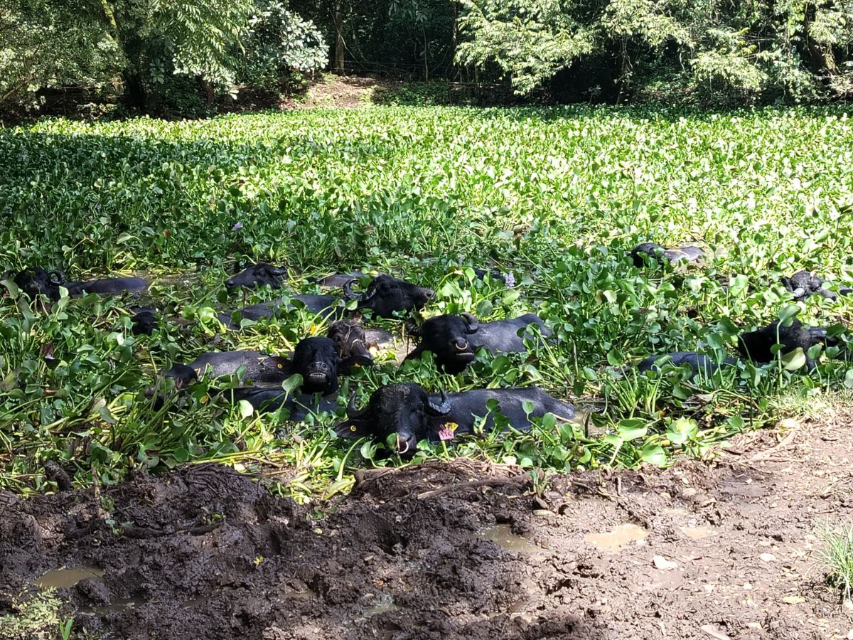 Crecimiento anual del hato oscila entre un 18 y un 25%