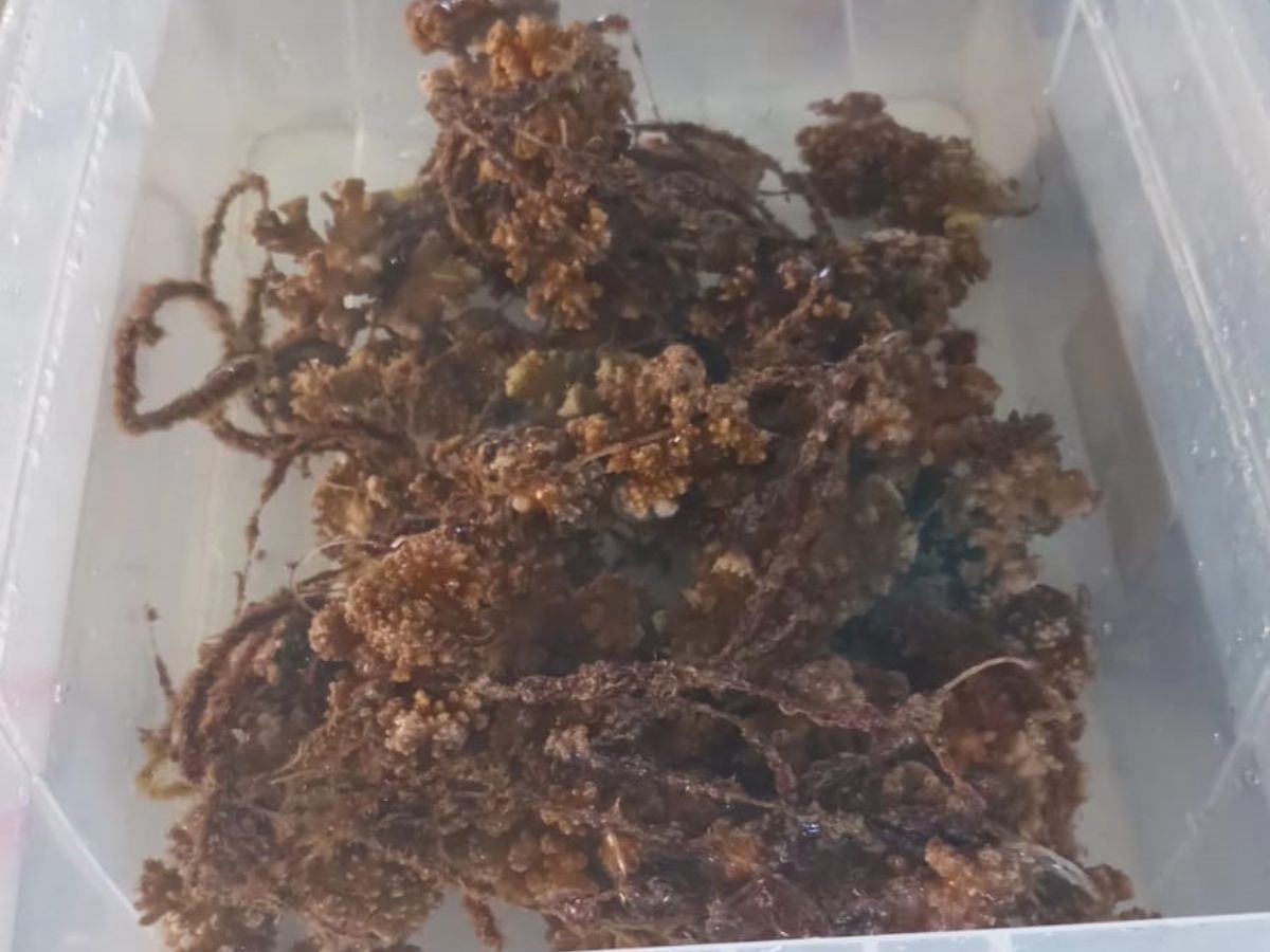 cultivo corales 2