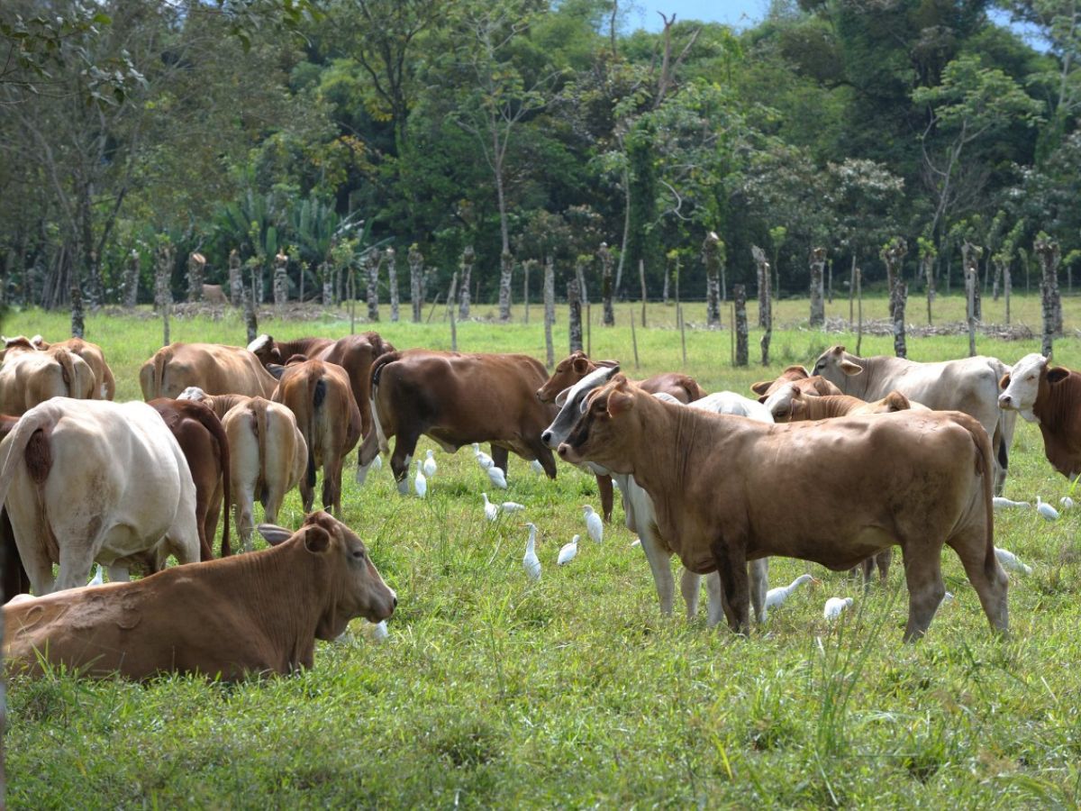 Guanacaste provincia ganadera por excelencia