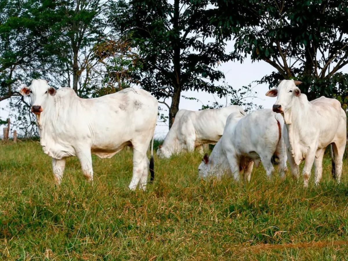 Las pérdidas del ganado vacuno durante el 2024 alcanzaron las 61 mil cabezas, y la principal causa fueron las plagas y enfermedades (70,5 % en animales menores de un año), lo que plantea un reto sanitario urgente para regiones ganaderas como Guanacaste, según evidencian los resultados de la Encuesta Nacional Agropecuaria.