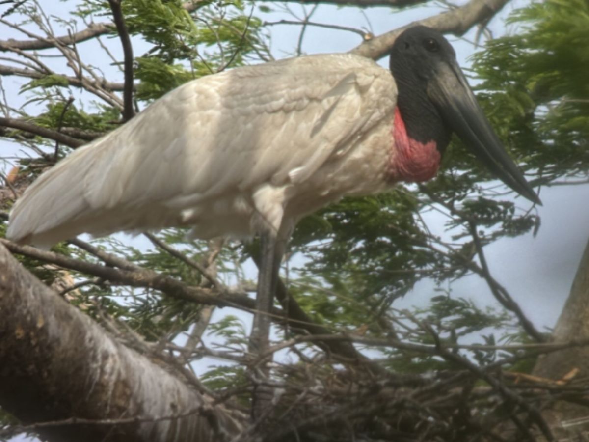 Ave se encuentra en peligro de extinción en el país debido a la destrucción de humedales, la tala de árboles en sitios de anidación y otras amenazas ambientales.