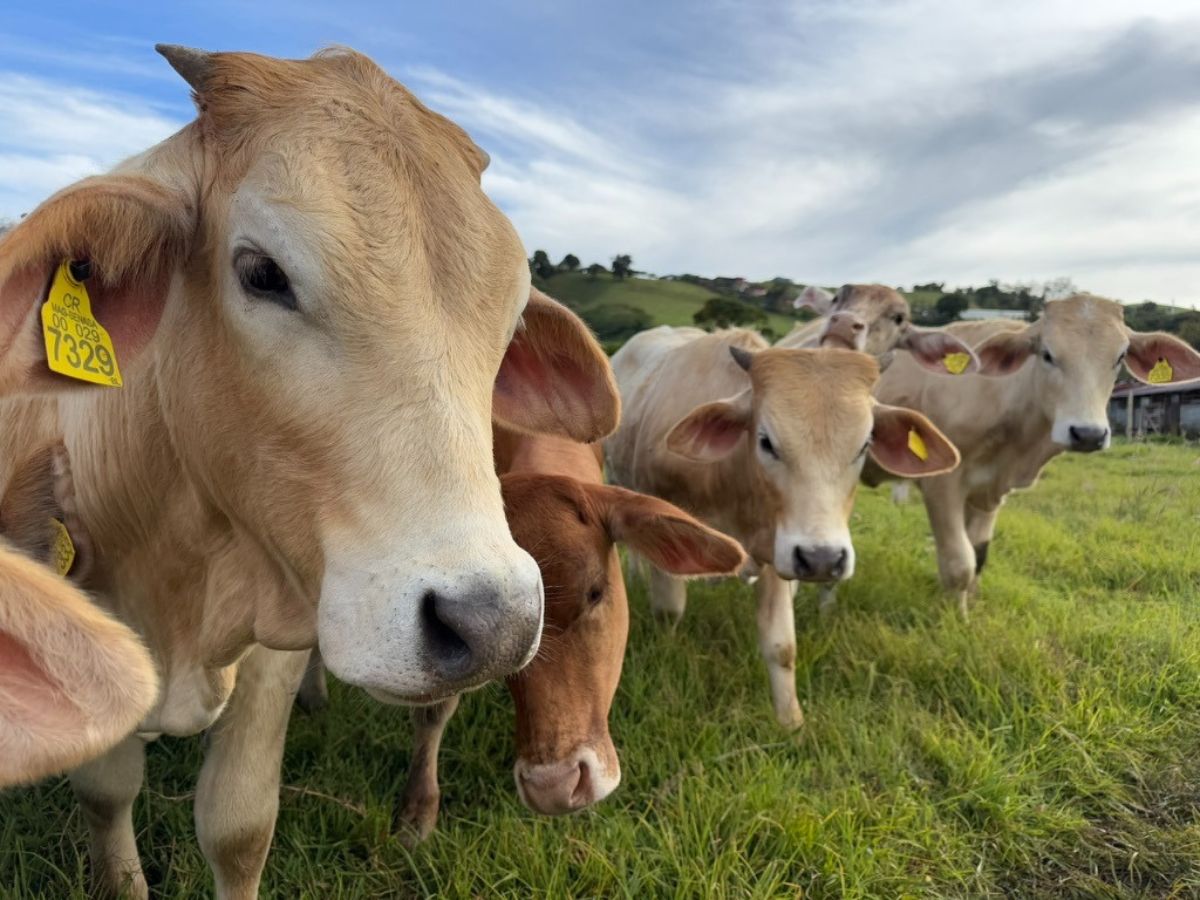 Durante la conferencia de prensa de este miércoles 2 de julio, el gobierno de la República reconoció el legado del sector agrícola y productivo como guardinaes de la tierra por medio del respaldo a la Iniciativa de Agropaisajes Sostenibles (IAPS), una propuesta integradora de las políticas agropecuaria y ambiental con el fin de promover un uso múltiple del suelo, asegurando que este sea eficiente, justo y sostenible.
