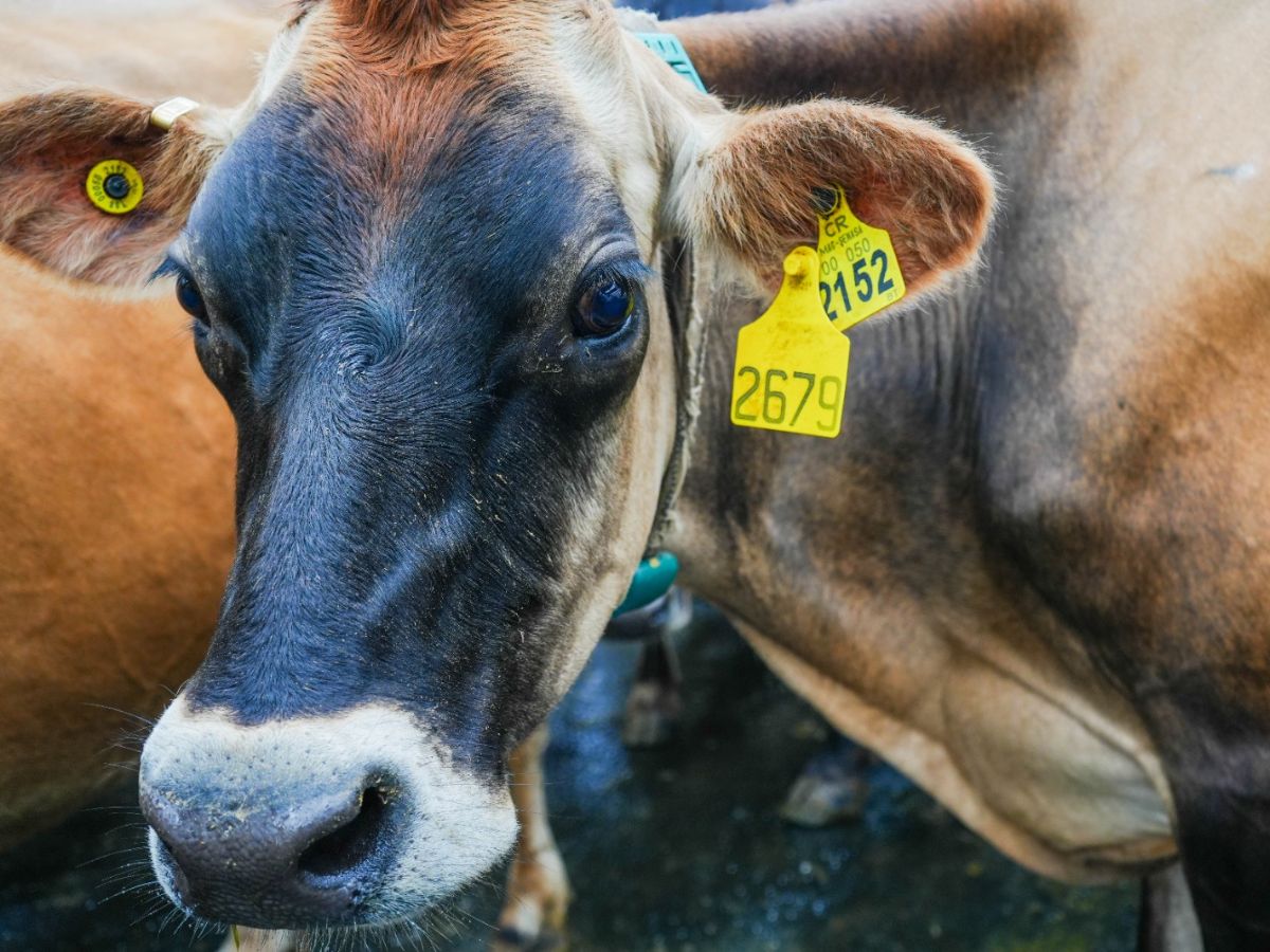 La medida amplía el periodo de adaptación y respalda la continuidad de la actividad productiva