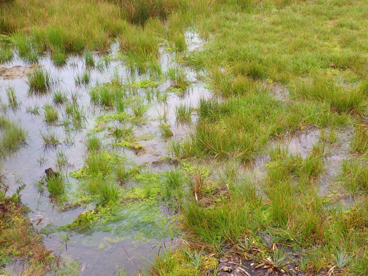 Estudio en Talamanca identifica 67 especies de plantas y alerta sobre amenazas en humedales de alta montaña