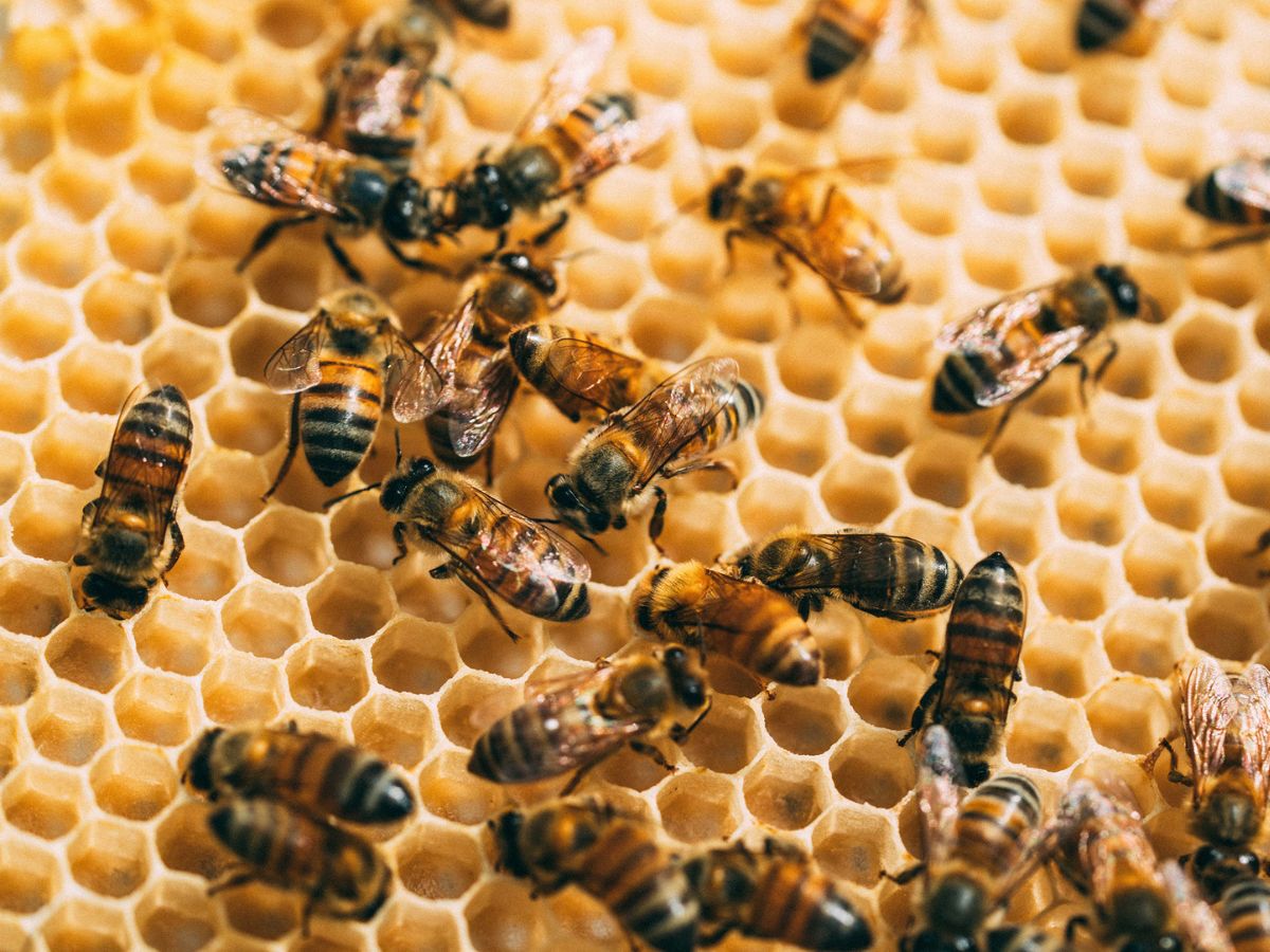 Guanacaste impulsa laboratorio genético de abejas para enfrentar el cambio climático