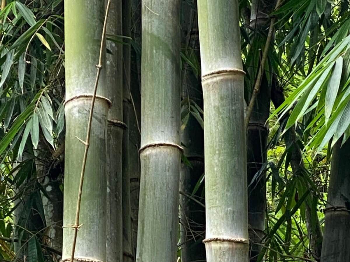 Un proyecto de ley que cuenta con respaldo técnico de la Universidad Nacional (UNA) plantea al bambú como una opción estratégica para la vivienda de interés social, la generación de empleo rural y la descarbonización del sector construcción, mediante un marco jurídico que articula políticas públicas, academia y desarrollo territorial.