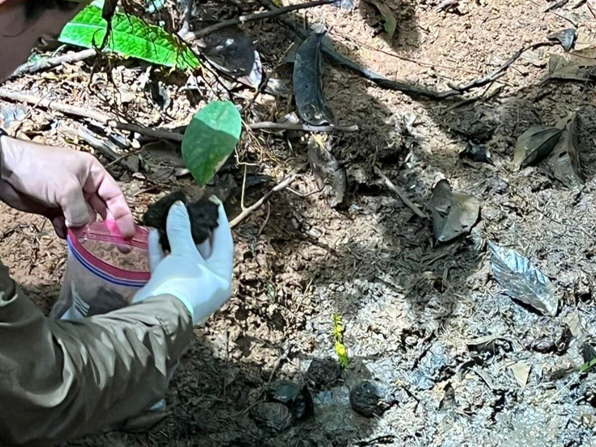 En la Estación Biológica La Selva, en Sarapiquí, un estudio documenta cómo la danta (Tapirus bairdii) es una aliada en la regeneración del bosque húmedo tropical. La investigación se centra en las interacciones entre la fauna y los procesos de restauración en un contexto de fragmentación del paisaje por actividades agrícolas y ganaderas.