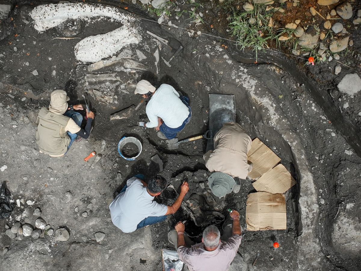 Ministro instruye al Museo Nacional iniciar el proceso para habilitar una sala permanente de exhibición de la colección paleontológica del país