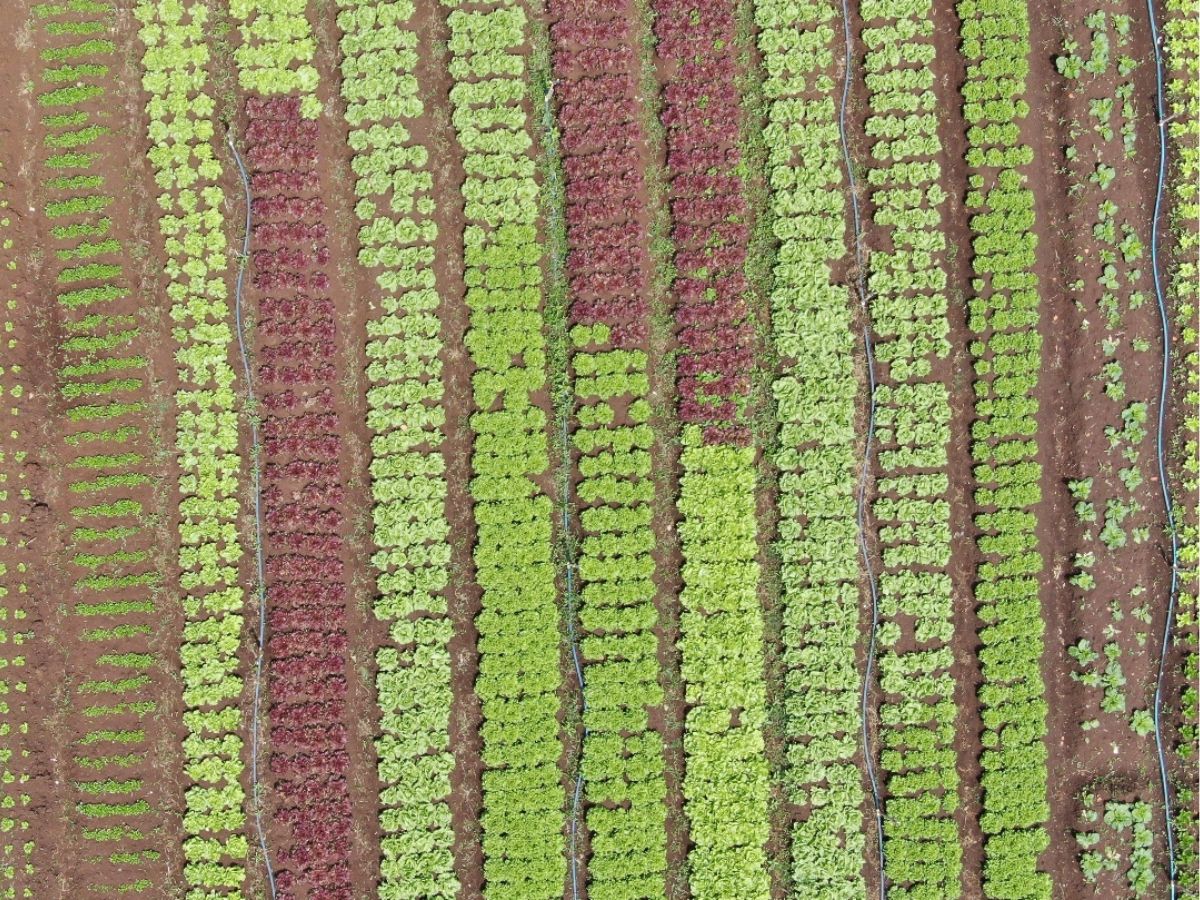 El proyecto en el Asentamiento Don Rogelio incluye obras de captación, conducción y almacenamiento de agua