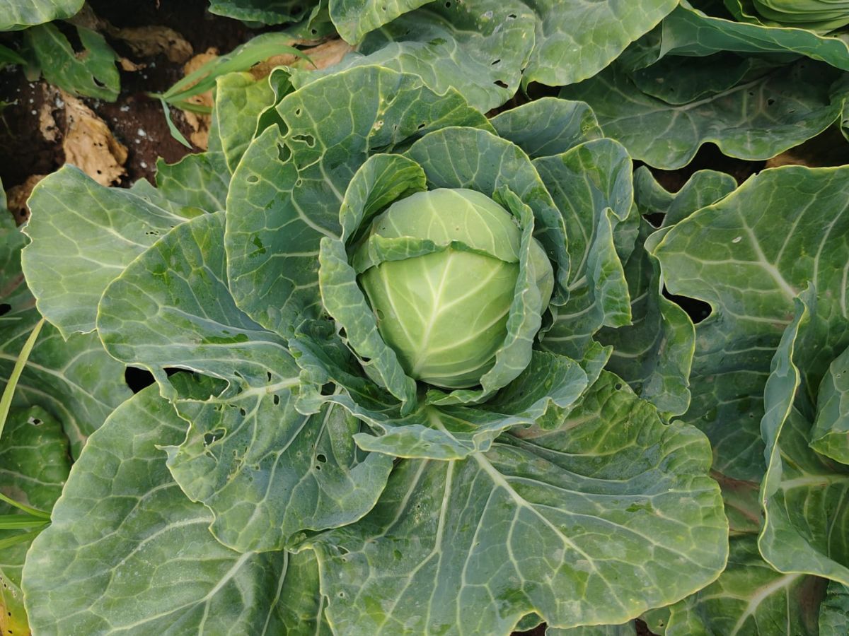 Producción en el Asentamiento Don Rogelio