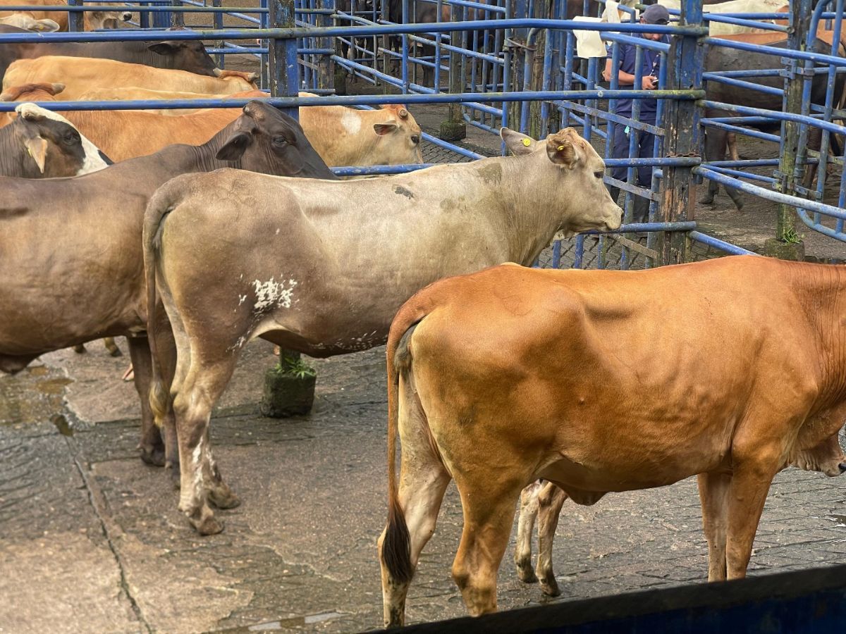 La entrega consistió en más de 270 semovientes entre novillas y toros reproductores