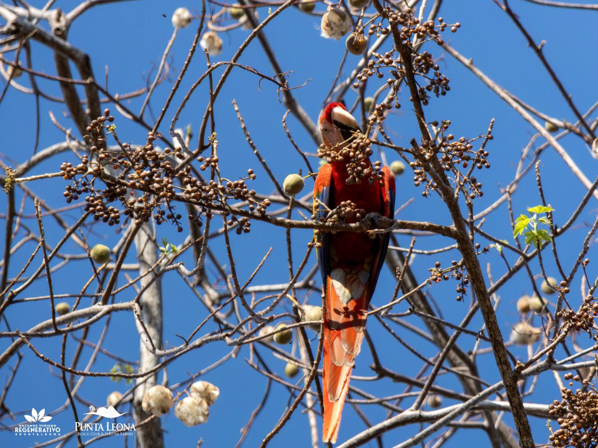 Programa de Conservación de la Lapa Roja alcanza 11 nidos durante esta temporada.