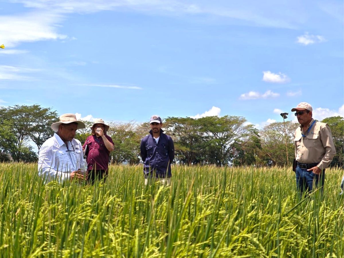 Fueron sometidas a un riguroso proceso de evaluación bajo condiciones agroecológicas representativas de las principales zonas productoras del país.