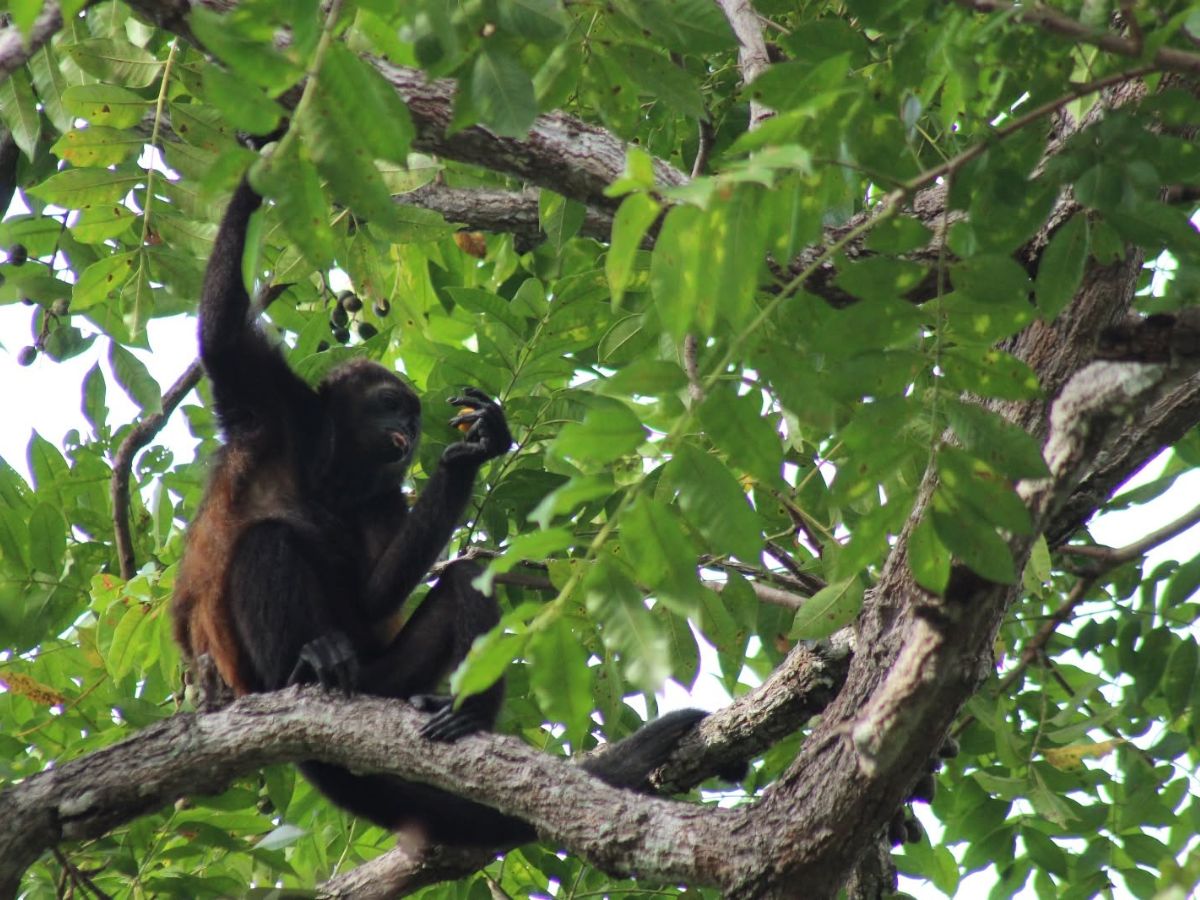 Ventas del libro Réquiem por la familia Congo apoyarán las acciones de  organización SalveMonos para la protección de la fauna silvestre en el pacífico costarricense.