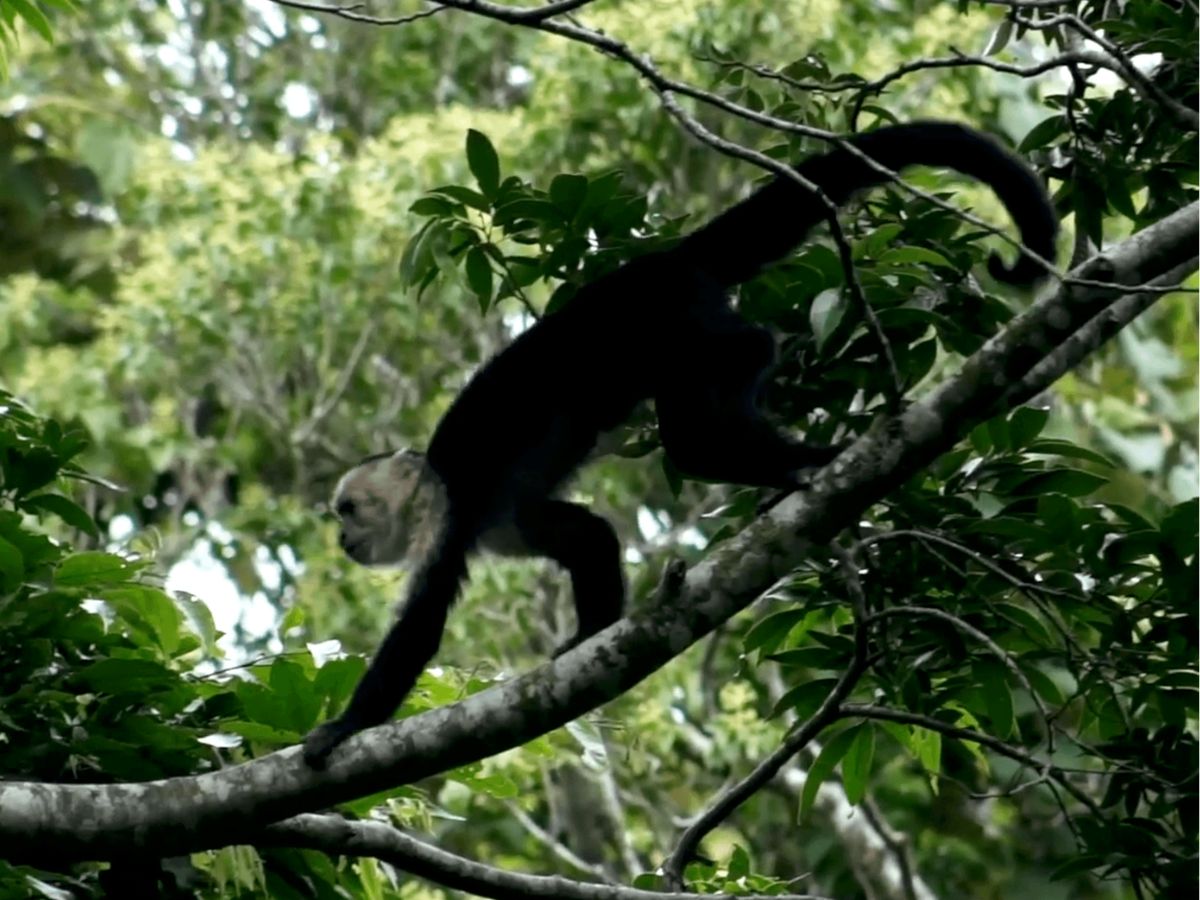 "Con el 5% de la biodiversidad mundial, Costa Rica es un laboratorio natural ideal para investigar estos agentes, a menudo con acceso a más muestras animales que humanas", mencionó la veterinaria de la UNA Gaby Dolz. 