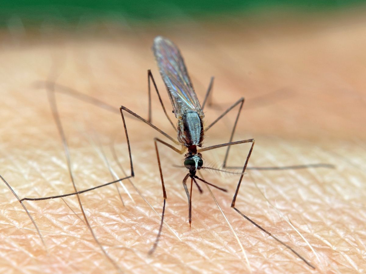 Entre enero y mediados de abril del 2026 solo hubo 14 casos autóctonos