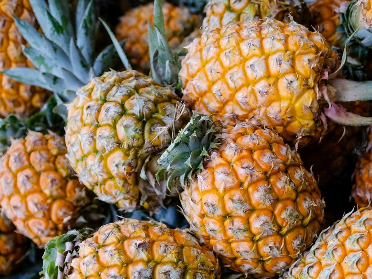Piña costarricense destinada al consumo, uso directo o transformación podrá ingresar al mercado brasileño, cumpliendo los requisitos fitosanitarios establecidos.
