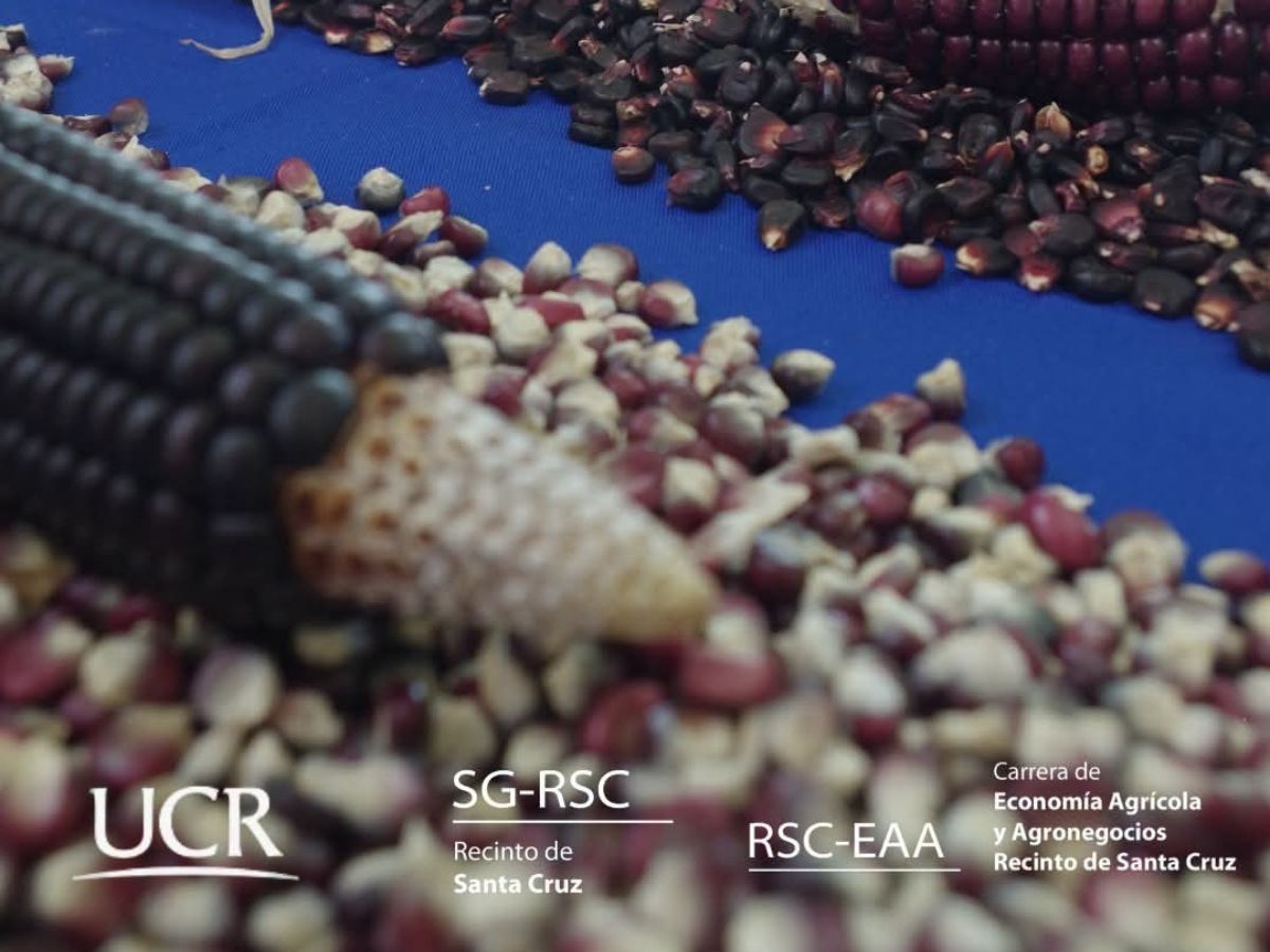 Grano morado tiene raíces prehispánicas