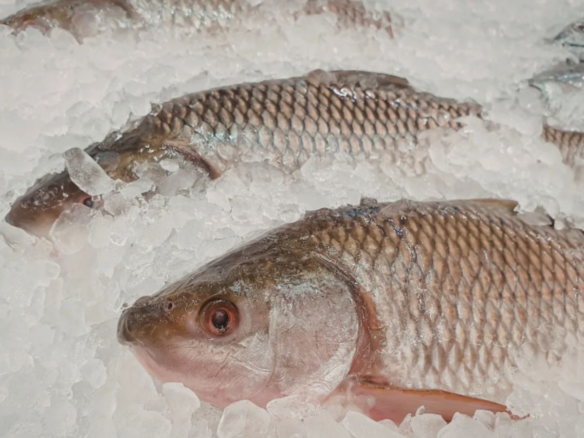 Con motivo de la Semana Santa, período en el que aumenta la compra y consumo de pescado y mariscos, el Servicio Nacional de Salud Animal (SENASA) del Ministerio de Agricultura y Ganadería, insta a la población a seguir una serie de recomendaciones orientadas a prevenir riesgos para la salud asociados al manejo inadecuado de estos productos.