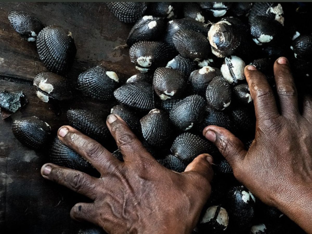 El Servicio Nacional de Salud Animal (SENASA), del Ministerio de Agricultura y Ganadería, levanta a partir de este lunes 6 de abril la restricción, para la extracción y comercialización de moluscos bivalvos provenientes de la franja costera comprendida entre las desembocaduras de los ríos Barranca y Jesús María, en la provincia de Puntarenas, mediante la Resolución N.º SENASA-DG-R-009-2026.