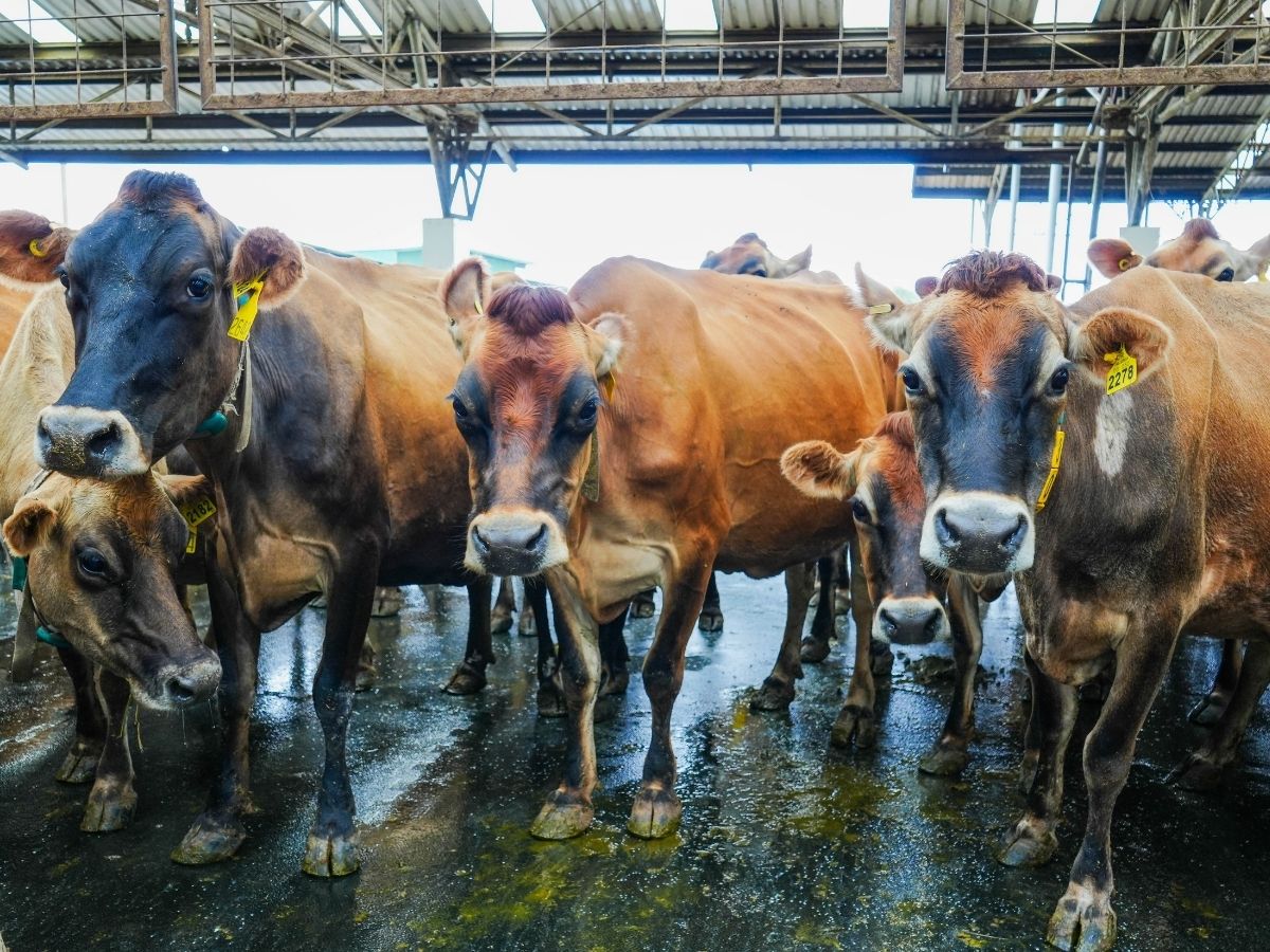 El 58.77% del total las guías generadas en el país son digitales.