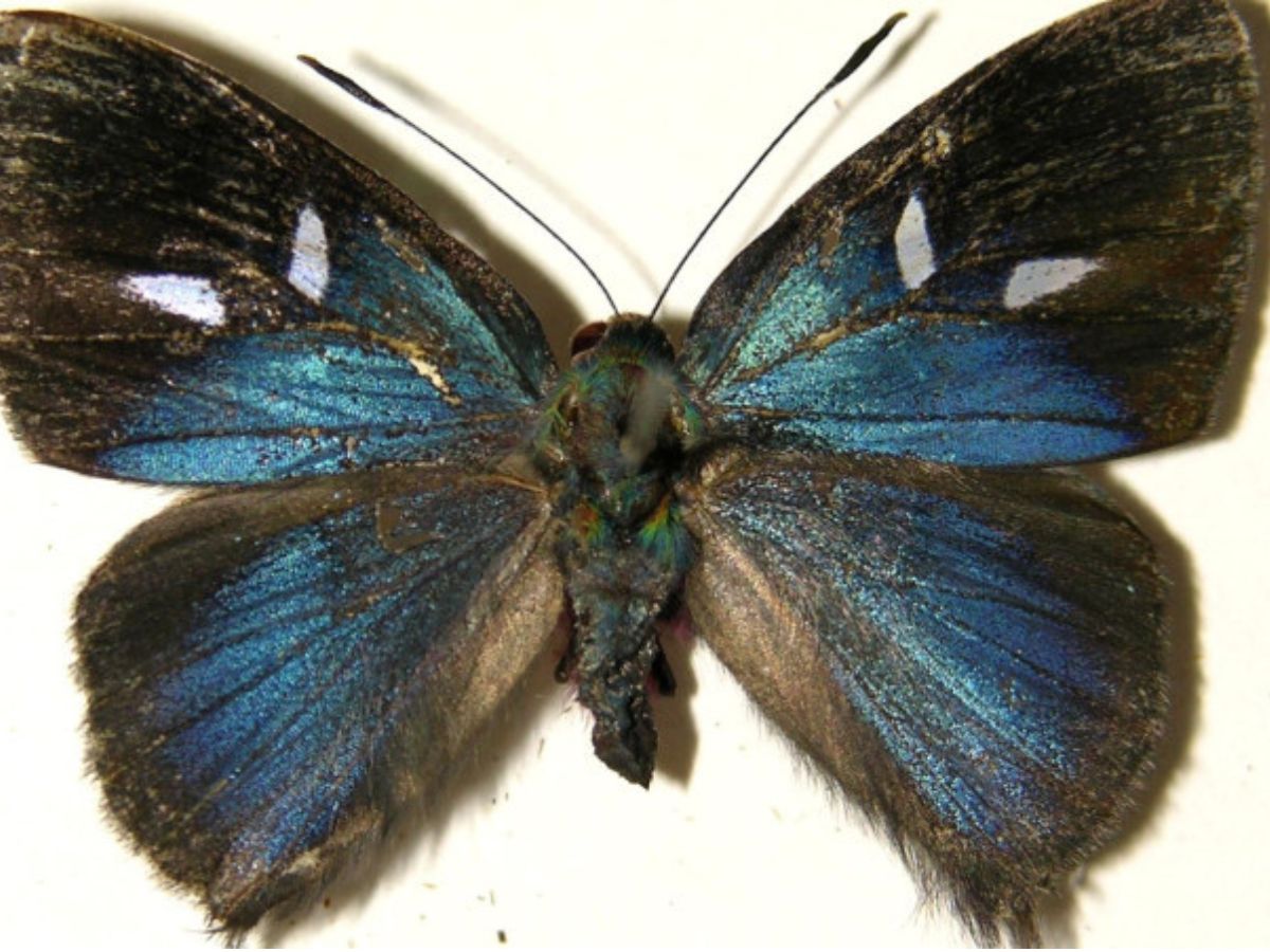 Anteros renaldus de la familia, (Riodinidae)