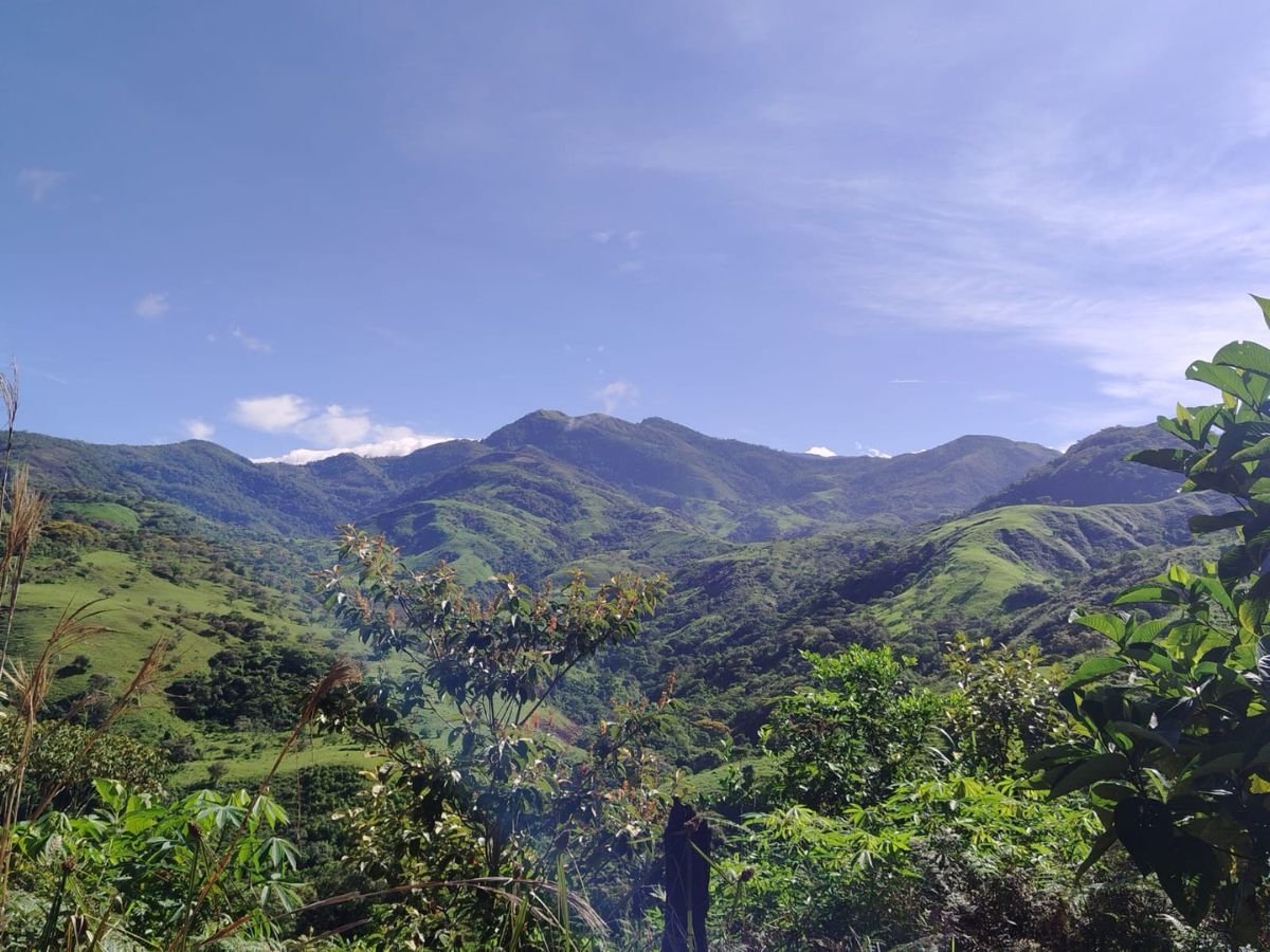 La Universidad Técnica Nacional (UTN), mediante el aporte de  académicos y estudiantes de la Sede de Atenas, se suma al proyecto “La Extensión Forestal como estrategia de mejoramiento y fortalecimiento de la gestión ambiental y de la economía rural en la Región Brunca”.