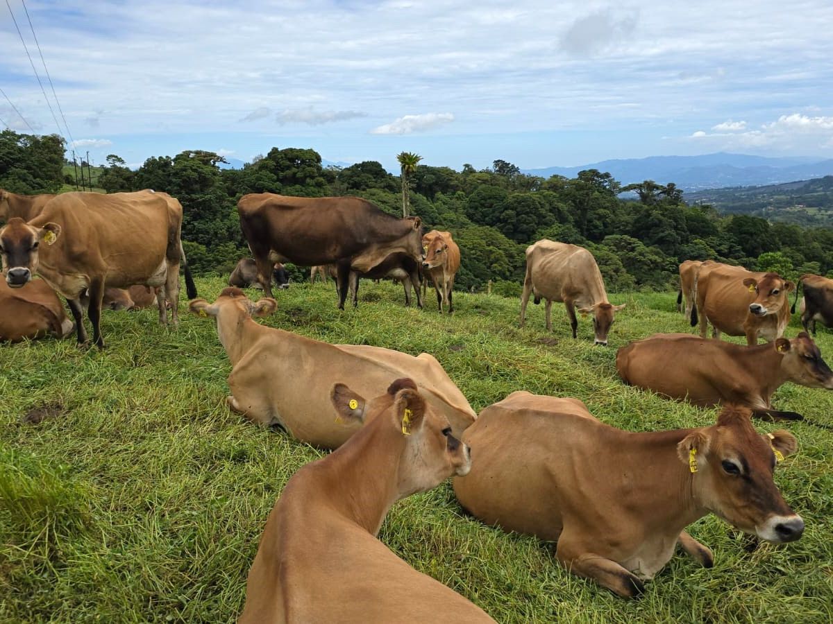 Auditoría del FSIS-USDA confirma la solidez del sistema oficial de inspección de inocuidad alimentaria bajo la supervisión de SENASA.