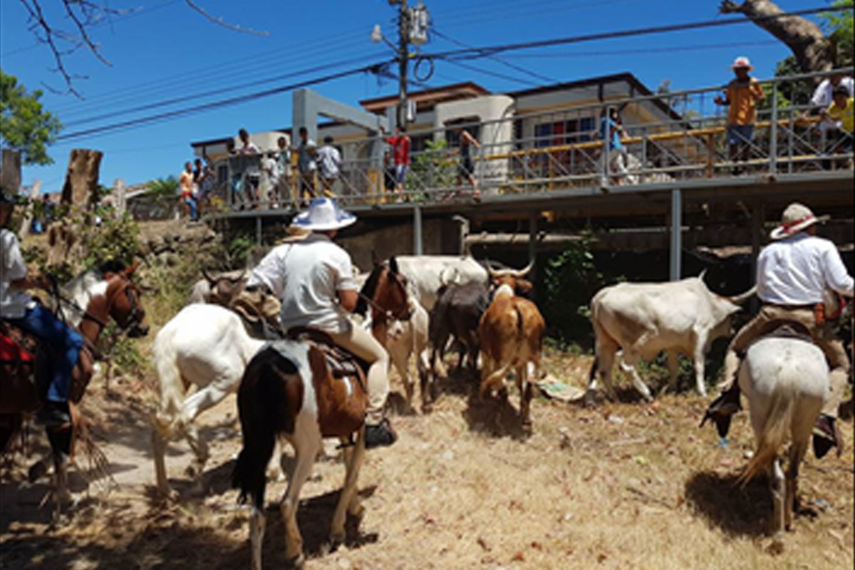 Los toros se van a topar al Río Liberia que pasan por abajo del Puente Real y luego inicia el Tope de Toros.